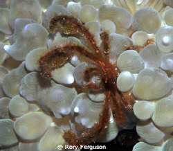 orang otan crab those hairs really make it difficult to f... by Rory Ferguson 